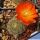 Rebutia steinmannii v. christinae R492A Nazareno to Rodeo, Tarija Bolivia, 3500m 
