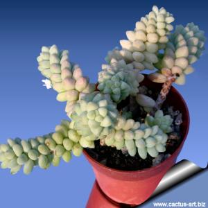 Sedum burrito