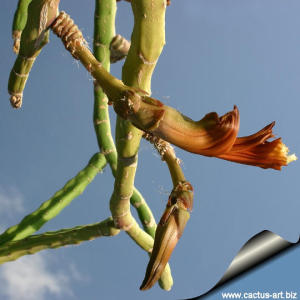 Selenicereus urbanianus forma mostruosa Unrooted cuttings