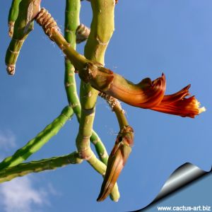 Selenicereus urbanianus f. mostruosa (Unrooted cuttings)