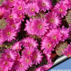 Sulcorebutia augustinii HS152 Huanakuni Chico, Cochabamba, Bolivia