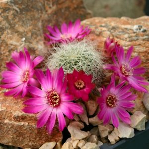 Sulcorebutia gerosenilis KK2005 Murillo Bolivia