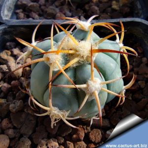 Echinocactus horizonthalonius RC62 El Hundido, Coahuila, Mexico
