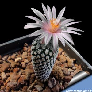 Turbinicarpus pseudomacrochele ssp. heliae RS504B Actopan-Ixmiquilpan, Hidalgo, Mexico
