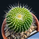 Notocactus leninghausii f. subnudus (cv. UN PICO)