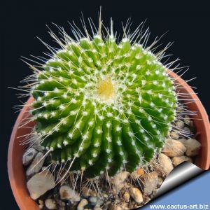 Notocactus leninghausii f. subnudus (cv. UN PICO)