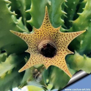 Huernia thuretii