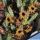 Huernia thuretii