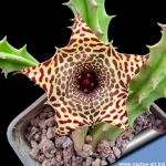 Huernia hislopii ssp. robusta