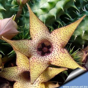 Huernia pillansii hybrid cv. SHURADO