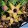 Huernia pillansii hybrid cv. SHURADO