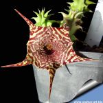 Huernia saudi-arabica x zebrina