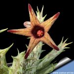 Pachycymbium deflersiana CLONE B ocher & purple (Orbea deflersiana)