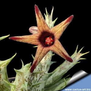 Pachycymbium deflersiana CLONE B ocher & purple (Orbea deflersiana)