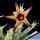 Pachycymbium deflersiana CLONE B ocher & purple (Orbea deflersiana)