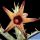 Pachycymbium deflersiana CLONE B ocher & purple (Orbea deflersiana)