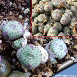 Conophytum fraternum ARM823, Skimmelberg, Northern Cape, South Africa (MG1421)