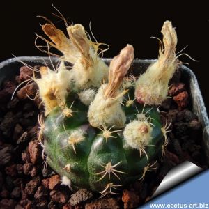 Frailea canaupari n.n.