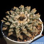Ariocarpus kotschoubeyanus