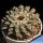 Ariocarpus kotschoubeyanus