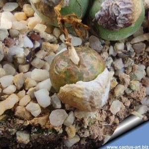 Conophytum lithopsoides Vioolskraalberg, Northern Cape, South Africa 