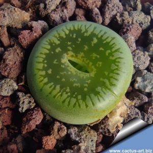 Lithops aucampiae C48A cv. BELLA KETTY