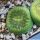 Lithops aucampiae C48A cv. BELLA KETTY