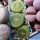Lithops aucampiae C48A cv. BELLA KETTY