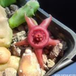 Duvalia caespitosa x Huernia zebrina