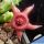 Duvalia caespitosa x Huernia zebrina