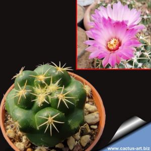 Coryphantha bumamma fa. PINK FLOWER