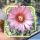 Coryphantha bumamma fa. PINK FLOWER