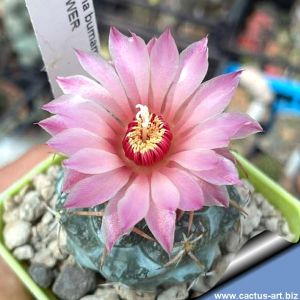 Coryphantha bumamma fa. PINK FLOWER