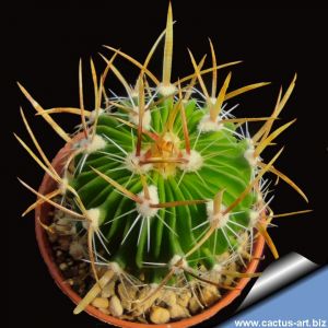 Echinofossulocactus phyllacanthus fa.
