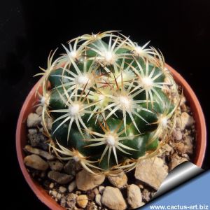 Coryphantha cornifera MS Guadeira