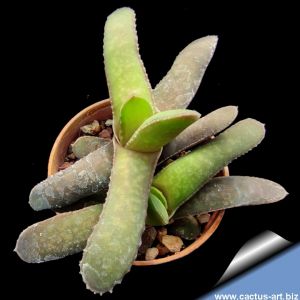 Gasteria rawlinsonii