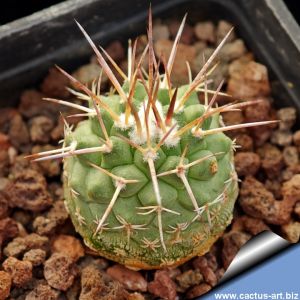 Strombocactus corregidorae (pseudocorregidorae) KPP1700 Maconi, Queretaro, Mexico