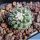 Strombocactus corregidorae (pseudocorregidorae) KPP1700 Maconi, Queretaro, Mexico
