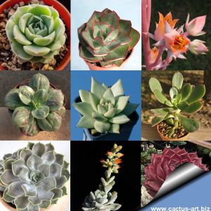 Echeveria sp. (mixed forms)