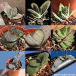 Gasteria sp. (mixed forms)