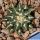 Ariocarpus kotschoubeyanus v. sladkovskyi PP423 San Francisco (Las Tablas), San Luis Potosí, Mexico