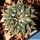 Ariocarpus kotschoubeyanus v. sladkovskyi PP423 San Francisco (Las Tablas), San Luis Potosí, Mexico