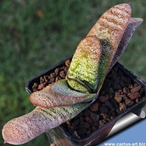 Gasteria batesiana