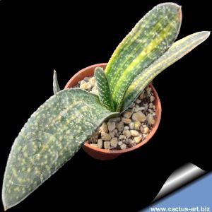 Gasteria gracilis variegata (clone 2)
