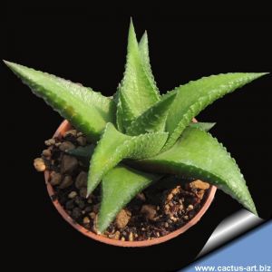 Haworthia longiana hybrid