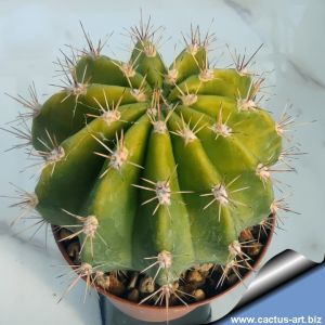Echinopsis hybrid lilla ++ / liliac