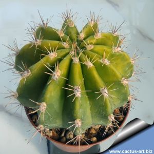 Echinopsis hybrid lilla + / liliac