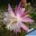 Hildewintera hybrid cv. PINK TRAISEN