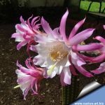 Hildewintera hybrid cv. PINK TRAISEN