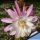 Hildewintera hybrid cv. PINK TRAISEN